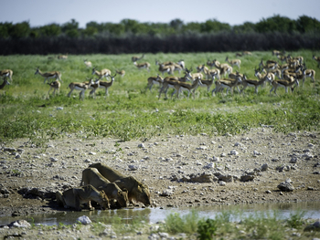 Etosha National Park: Löwen am Wasserloch