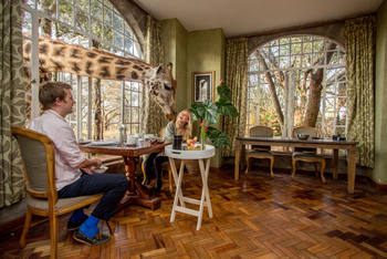 Giraffe Manor: Giraffenerlebnis
