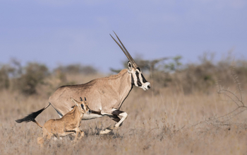 Governors' Mugie: Oryx mit Kalb