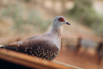 Huab Lodge: Speckled Pigeon