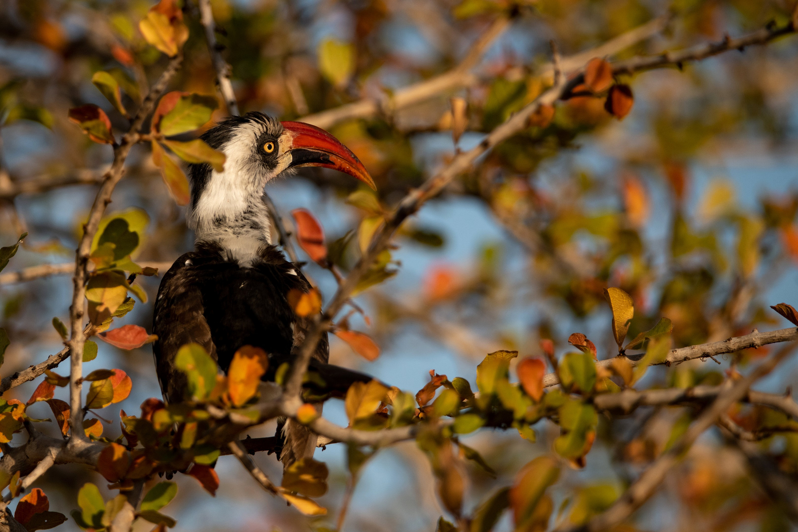 Ikuka Safari Camp Ikuka Safari Camp: Ikuka - Rotschnabeltoko