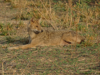 Jim's Jungle Retreat: Goldschakal