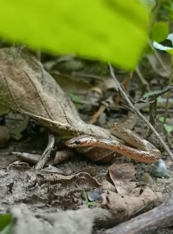 Jim's Jungle Retreat: Waldschlange