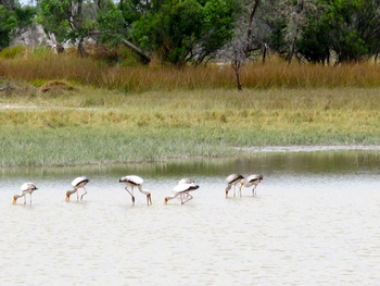 Kujwana Camp: Nimmersatt-Störche