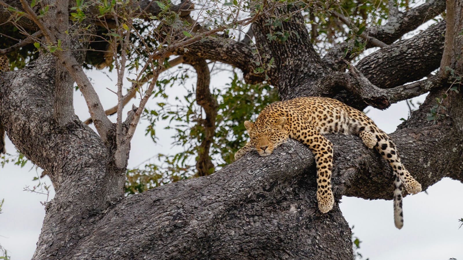 Mbamba Camp Mbamba Camp: Leopard