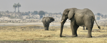 Moela Safari Lodge Moela Safari Lodge: Elefanten