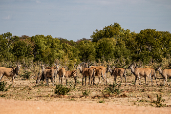 Muddy Teak Camp: Elentilopen