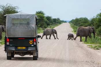 Mushara Game Drive: Elefantenfamilie