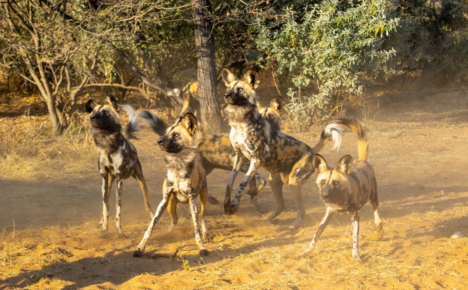 Harnas Guest Farm Harnas Guest Farm: Wildhunde