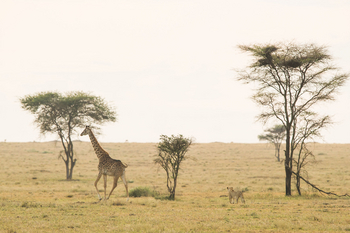 Namiri Plains Camp: Löwin und Giraffe