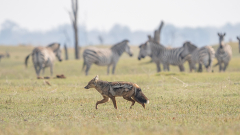 Nanzhila Lake Camp Nanzhila Lake Camp: Schakal
