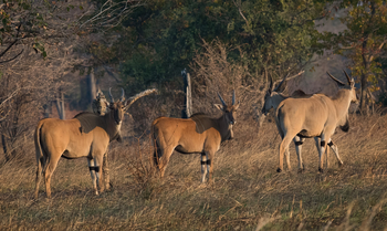 Nanzhila Plains Camp: Elenantilopen