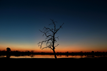 Nogatsaa Pans Chobe Lodge: Baumskelett
