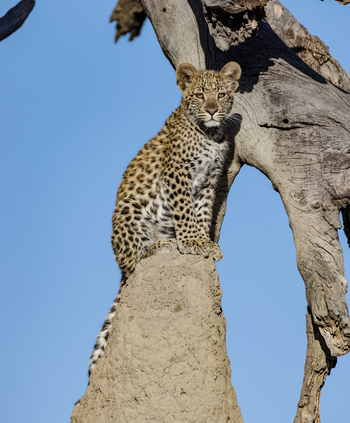 North Island Okavango Camp North Island Okavango Camp: Leopardenkätzchen