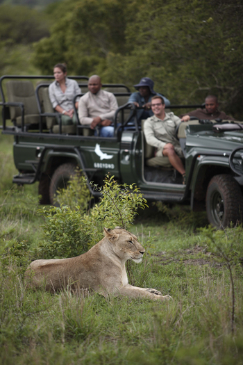 Phinda Mountain Lodge: Liegende Löwin