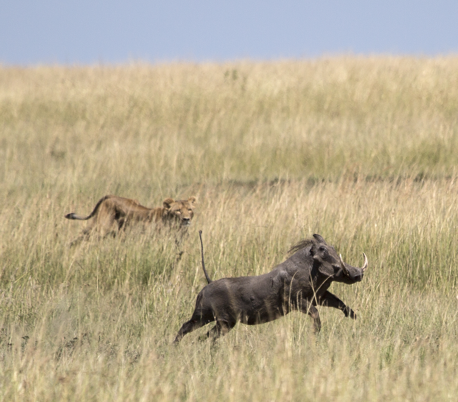 Rekero Camp Rekero Camp: Jagd auf ein Warzenschwein