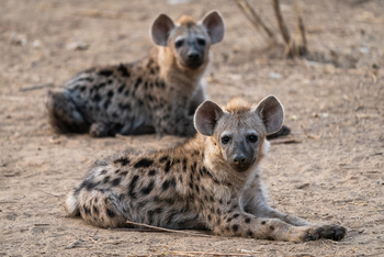 Robin Pope Safaris Robin Pope Safaris: Tüpfelhyänen