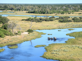 Savuti Camp Savuti Camp: Elefanten im Savute Channel