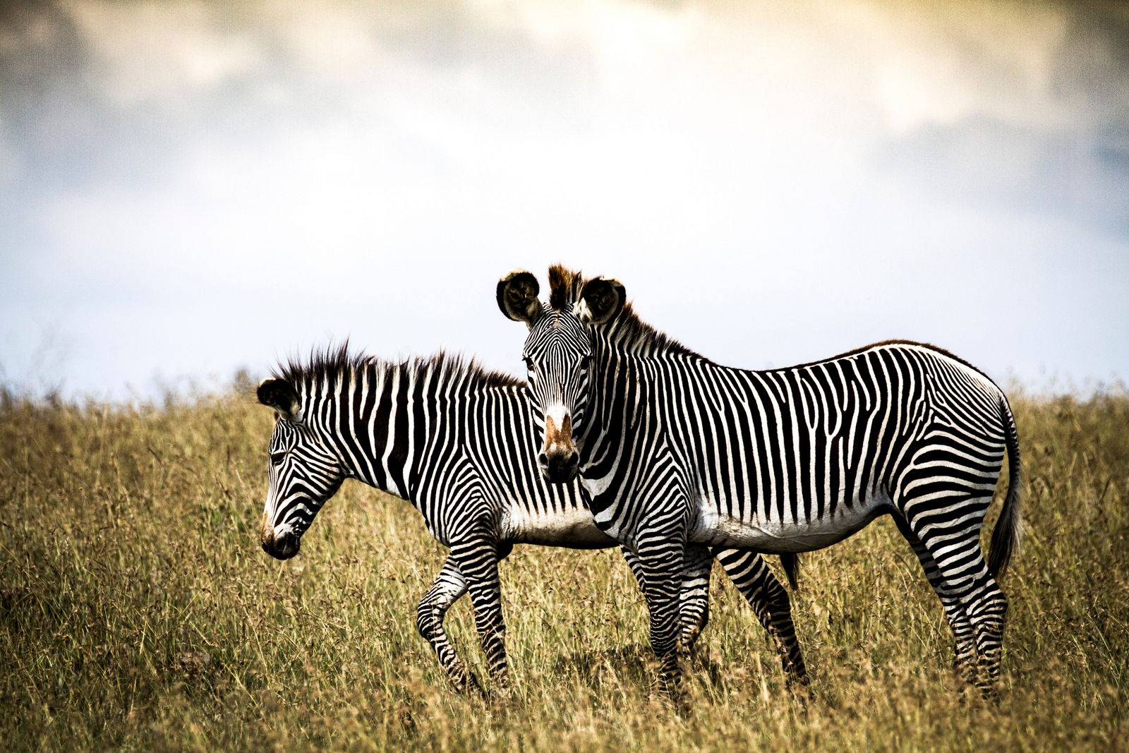 Segera Retreat Segera Retreat: Grevy's Zebras