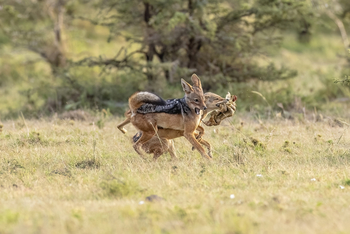 Serian Camps: Rivalisierende Schakale