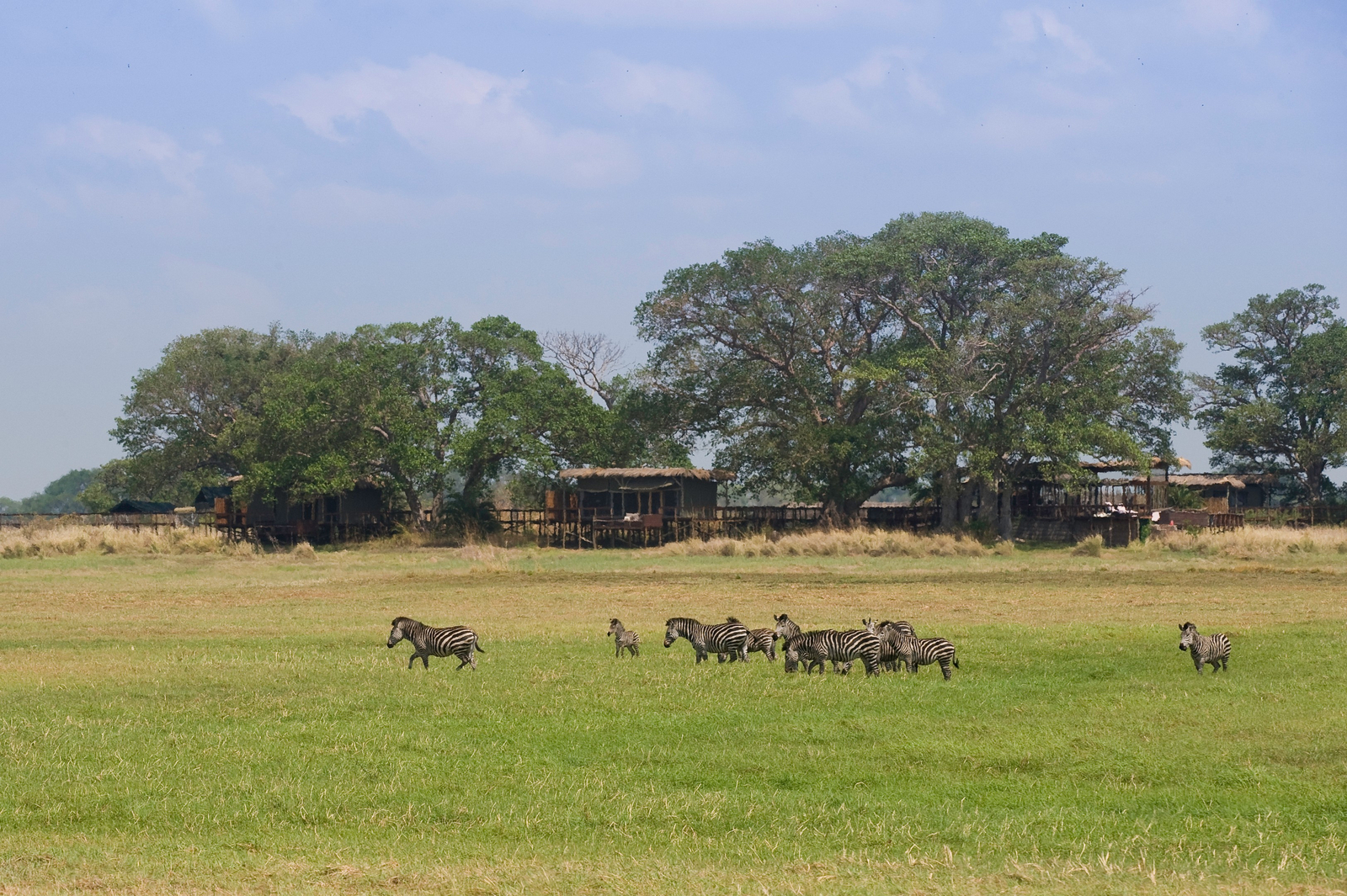 Shumba Camp Shumba Camp: Zebras vor dem Camp