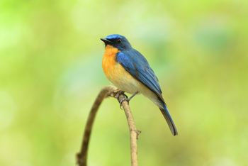 Syna Tiger Resort: Blue Flycatcher