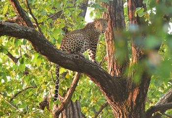 Syna Tiger Resort: Leopard