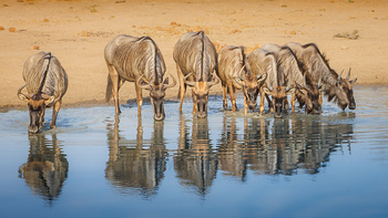 Tanda Tula Safari Camp: Gnus am Wasserloch