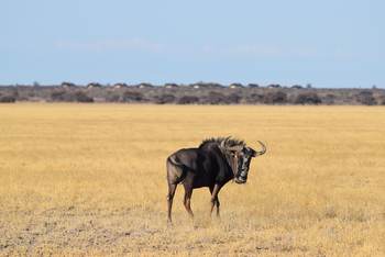 Tau Pan Camp Tau Pan Camp: Gnu