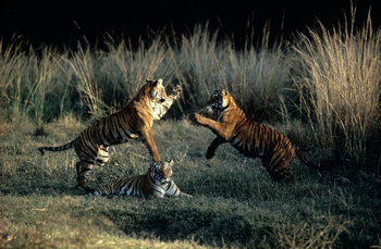 Tiger in Ranthambore National Park