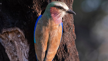 Xigera Safari Lodge Xigera Safari Lodge: Gabelracke