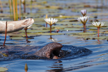 Belmond Eagle Island Lodge: Eingebauter Schnorchel