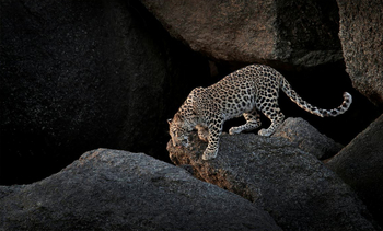 Brij Pola Brij Pola: Leopard in den Felsen