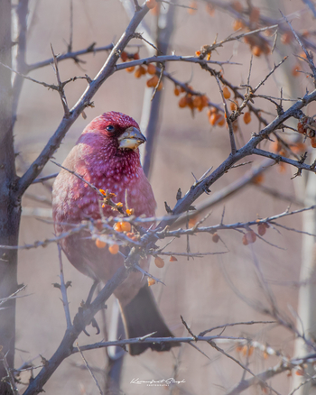 Drenmo Lodge Drenmo Lodge: Karmin-Gimpel