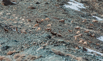 Drenmo Lodge Drenmo Lodge: Steinbockherde