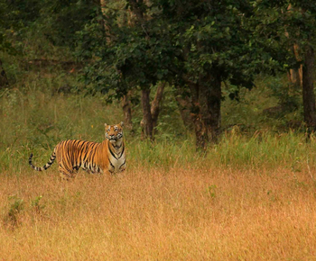 Forsyth Lodge Forsyth Lodge: Spähender Tiger