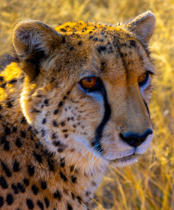 Harnas Guest Farm Harnas Guest Farm: Gepard