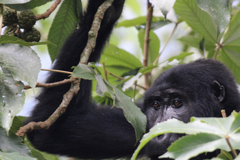Haven Lodge: Gorilla zwischen Blättern