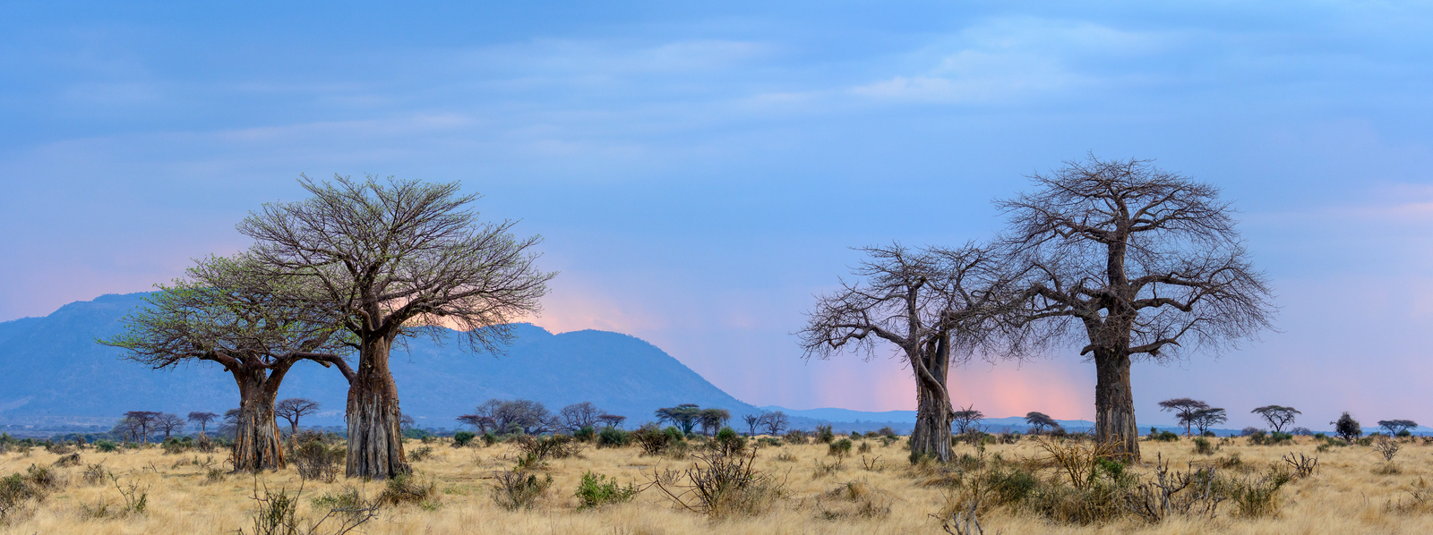 Jabali Ridge Camp Jabali Ridge Camp: Baobabs