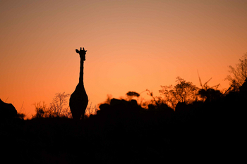 Koro River Camp: Giraffensilhouette