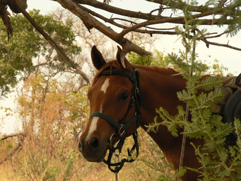 Kujwana Camp: Treuer Pferdegefährte