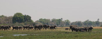 Beagle Expeditions: Breeding Herd of Elephant