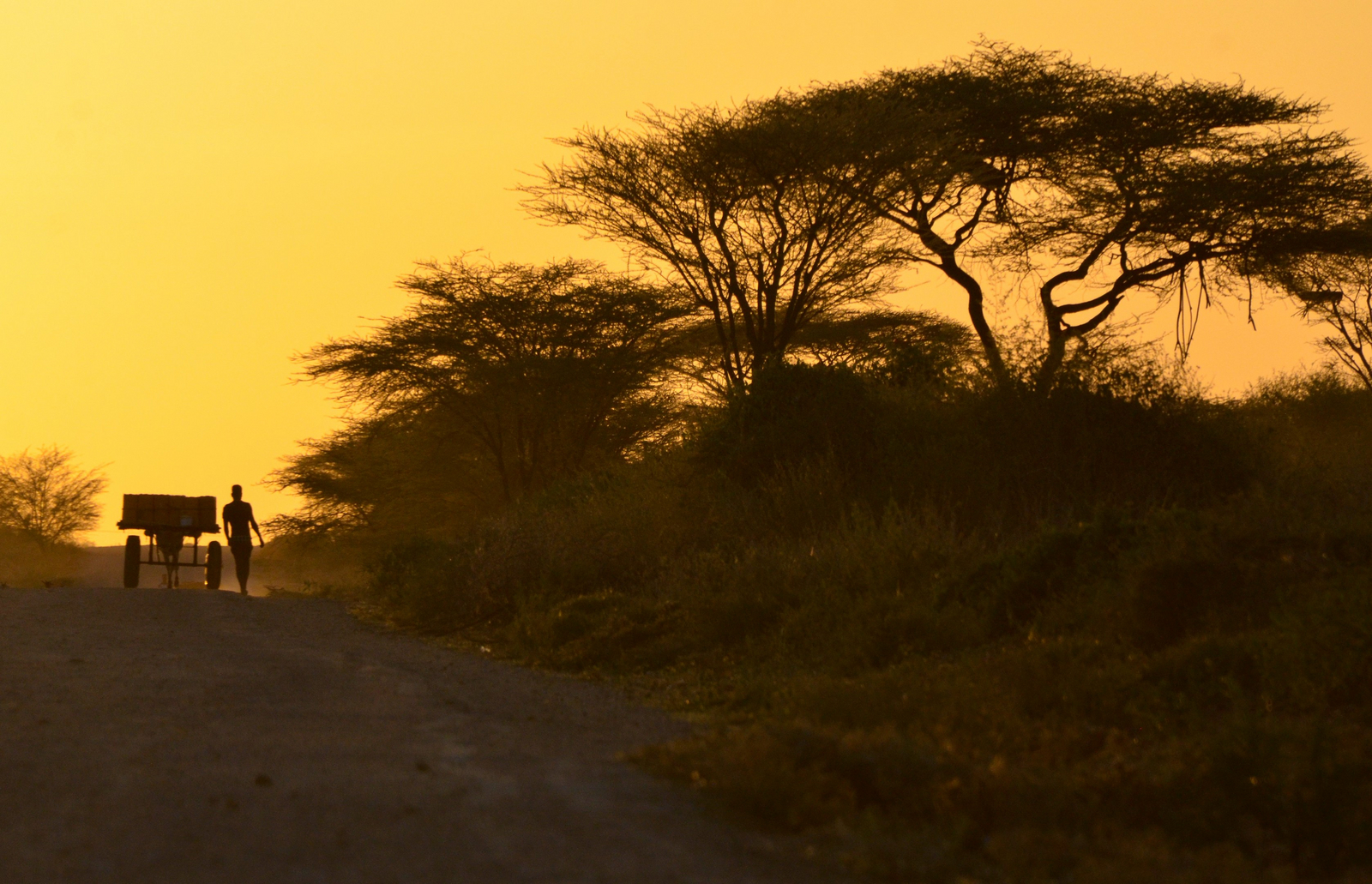 Lale's Camp Lale's Camp