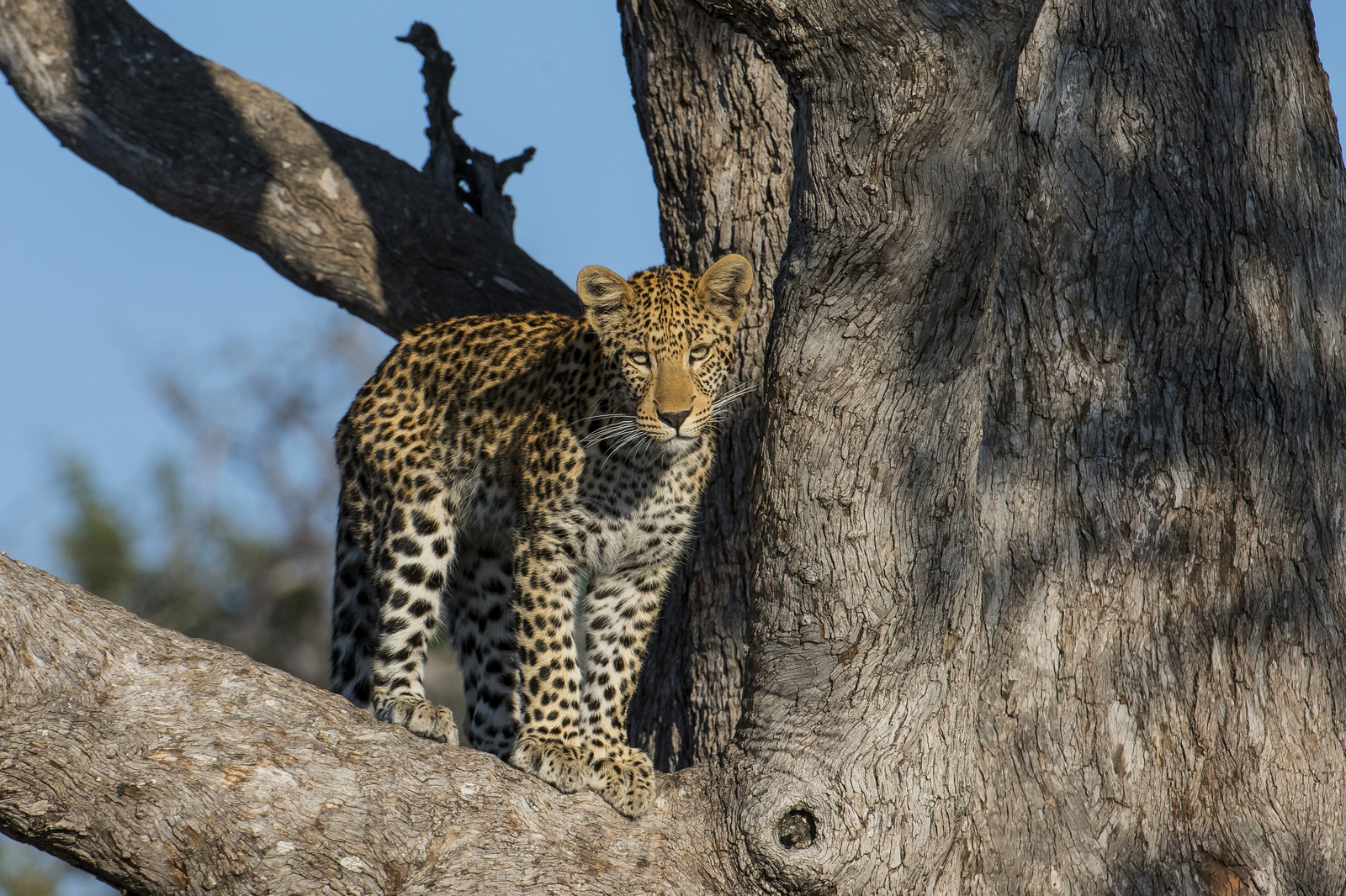 Linyanti Tented Camp Linyanti Tented Camp: Leopard im Baum