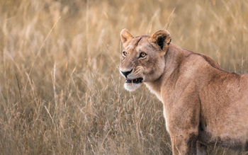 Little Governors' Camp: Löwin