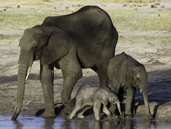 Little Makalolo Camp Little Makalolo Camp: Elefantenkinder