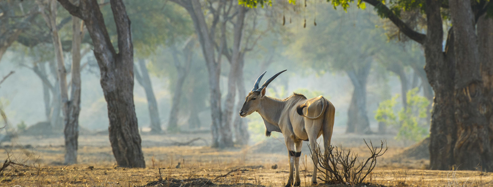 Little Vundu Camp Little Vundu Camp: Elenantilope