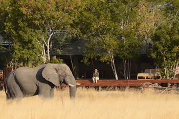 Muddy Teak Camp: Elefant und Gast im Camp