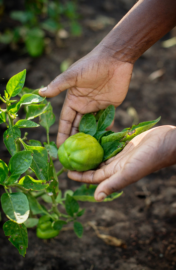 Ngare Serian Camp: Gemüse aus eigenem Anbau