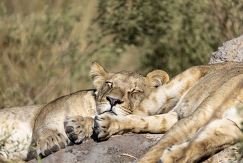 North Island Okavango Camp North Island Okavango Camp: Löwen